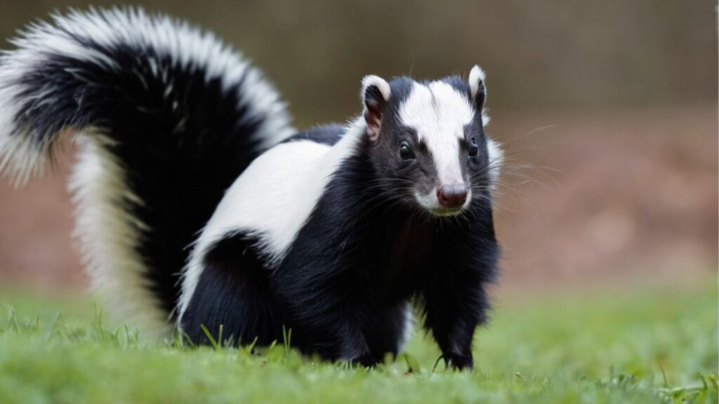 Biblical Meaning of Skunk in Dream